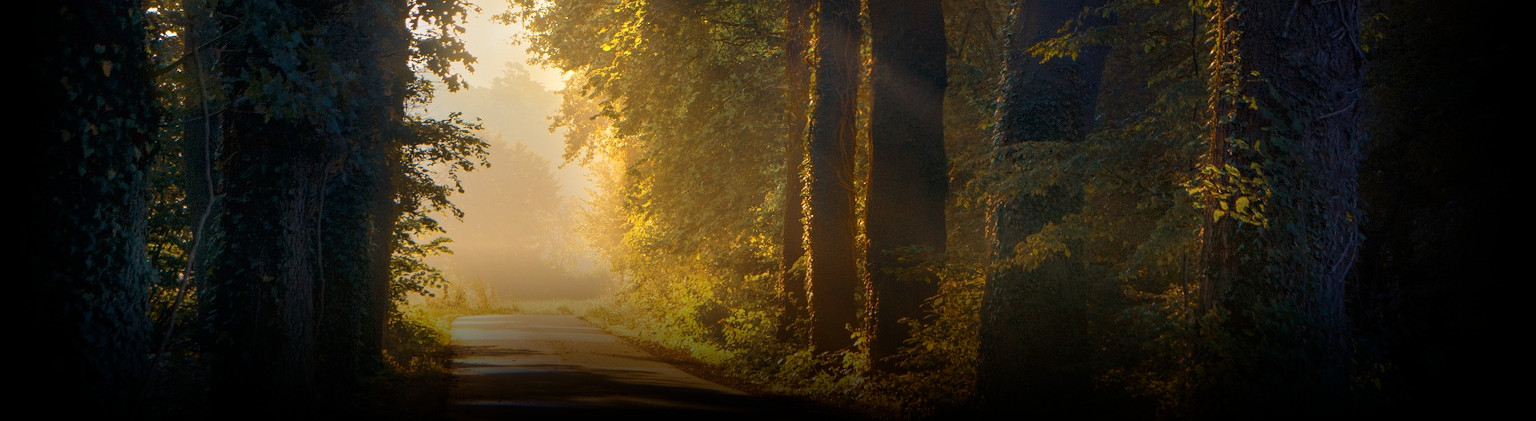 Bild mit einer Lichtung aus dem Wald heraus